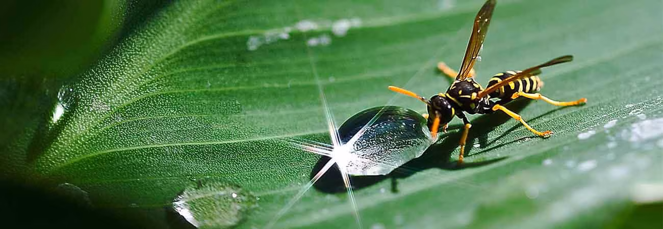 Wasp sting on hand being treated with ice and vinegar in Kitchener 2026