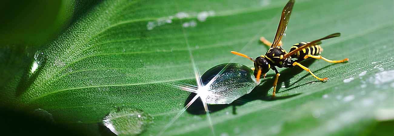 Wasp sting on hand being treated with ice and vinegar in Kitchener 2026