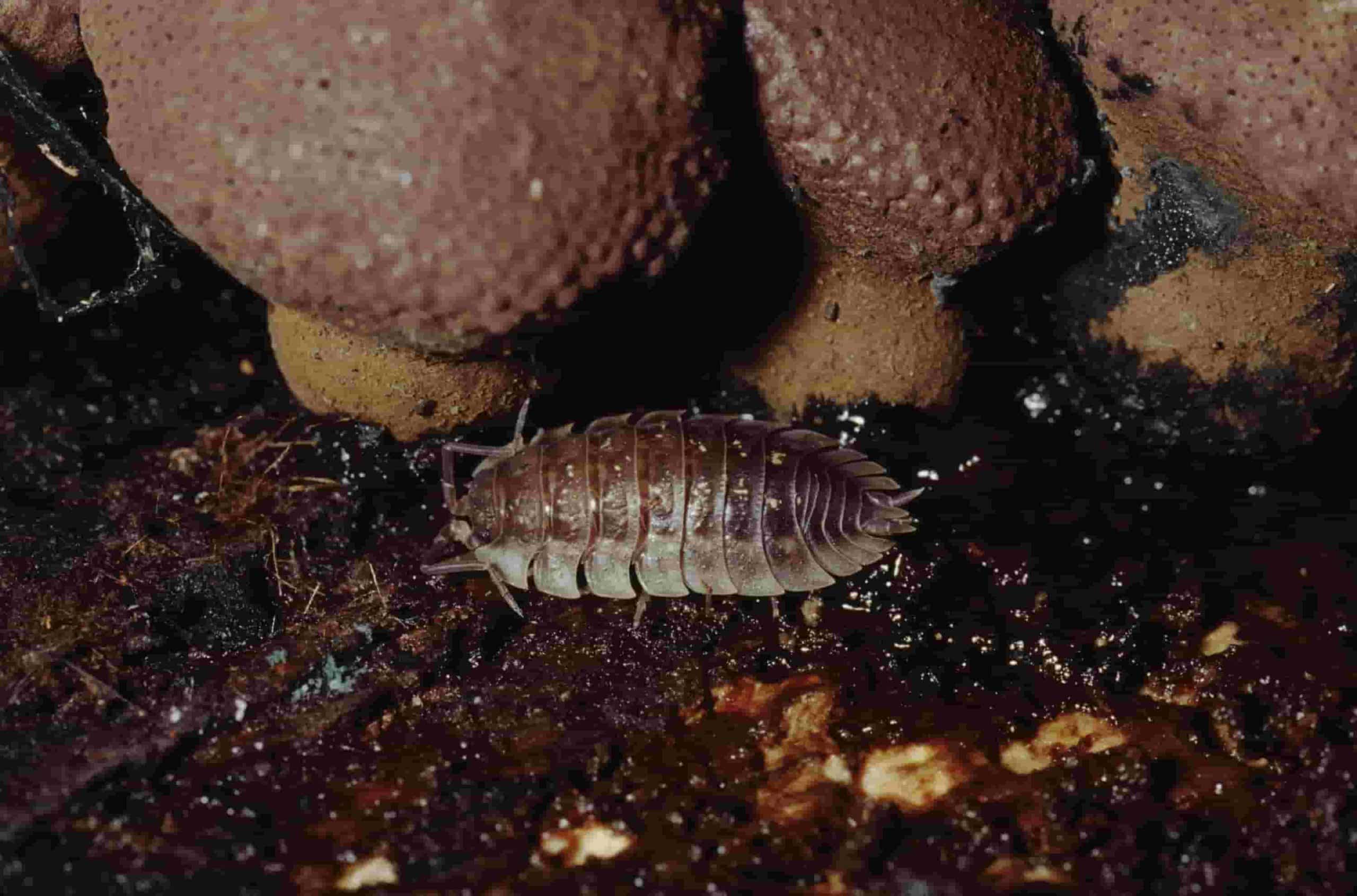 Pillbugs crawling on wet surface near home in Toronto