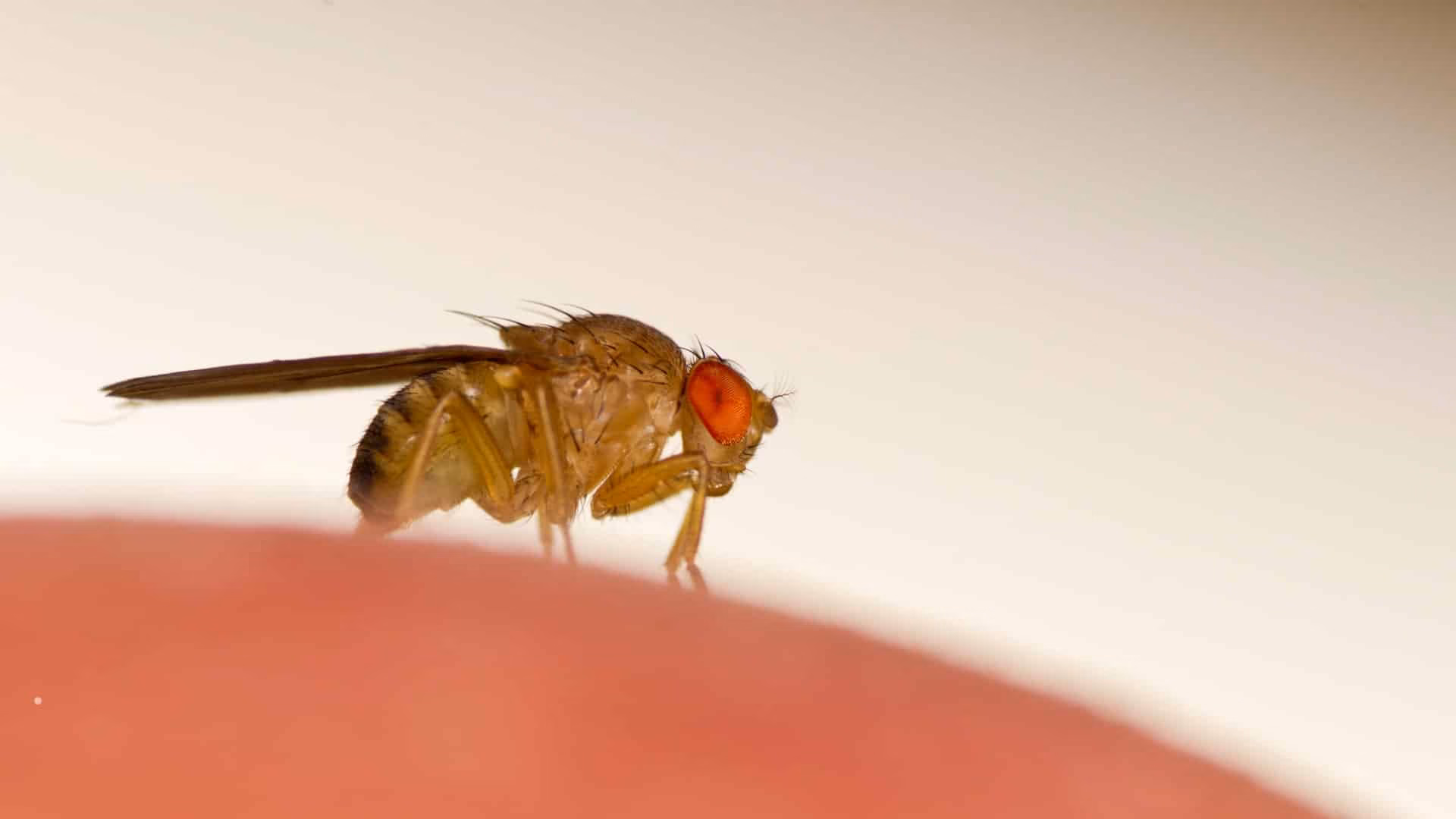 Fruit flies around ripe fruit in Brampton kitchen 2026