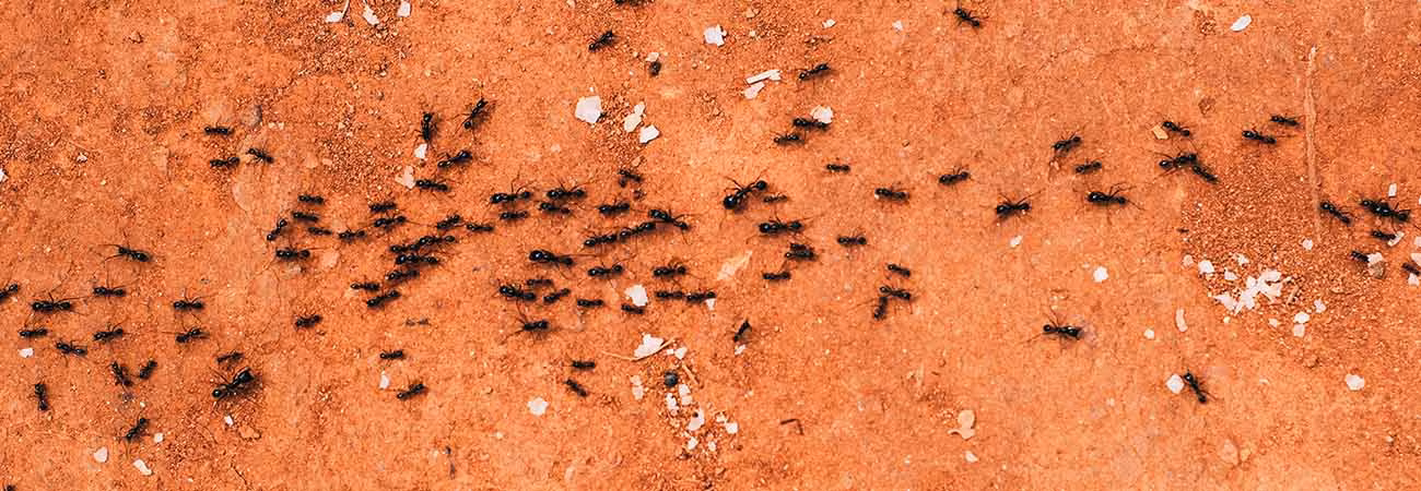 Black and red carpenter ants on wooden surface in Kitchener 2026