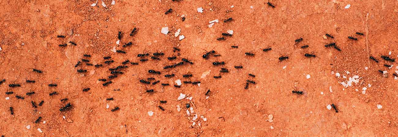 Black and red carpenter ants on wooden surface in Kitchener 2026