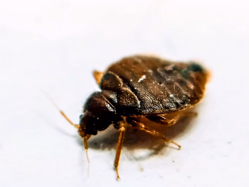 Bed Bugs