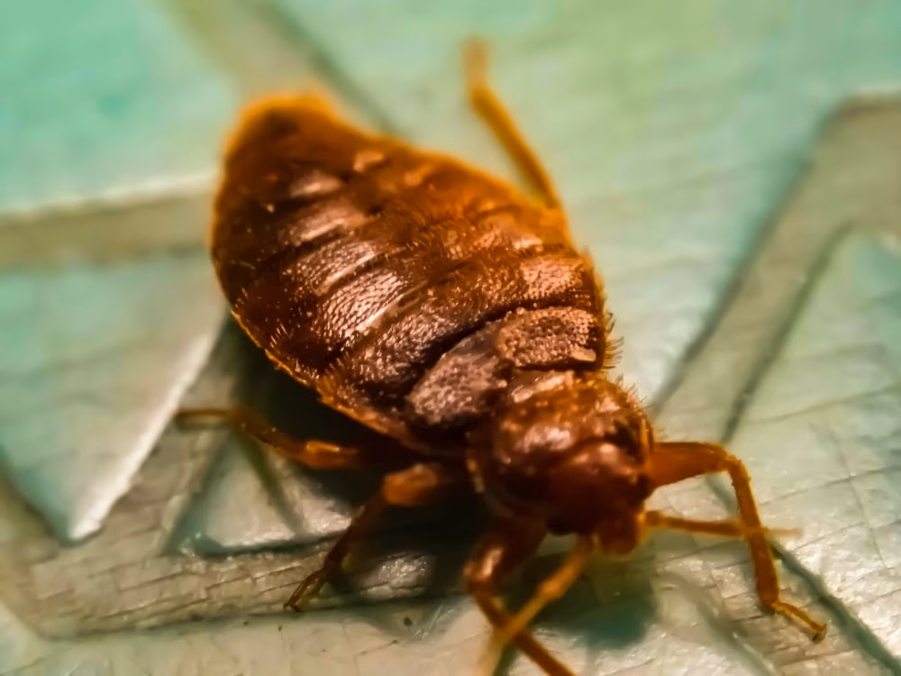 inspecting hotel mattress for bed bugs in vaughan