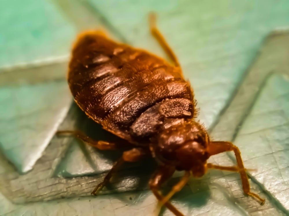 inspecting hotel mattress for bed bugs in vaughan