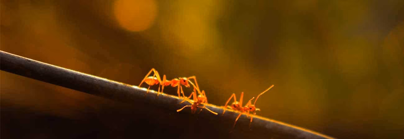 Carpenter Ants Control Mississauga 2026