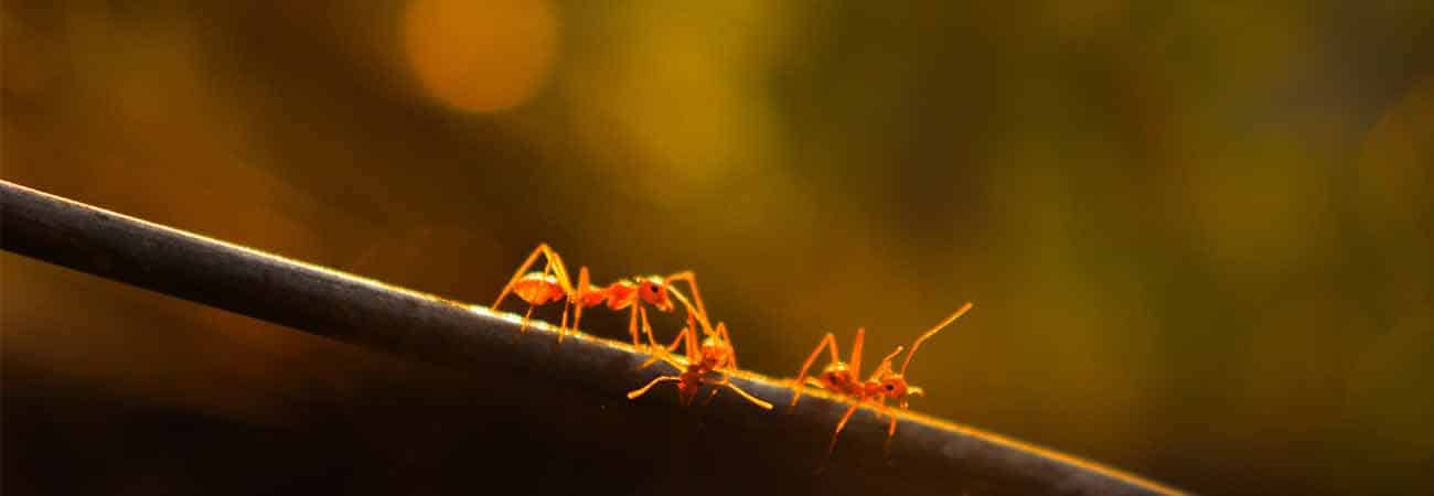 Carpenter Ants Control Mississauga 2026