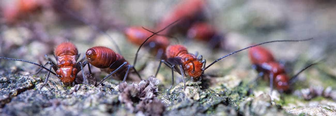 effective ways of getting rid of termites in plants