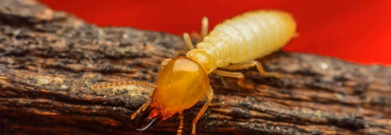 Close-up of eastern subterranean termites in wood showing infestation signs in Toronto