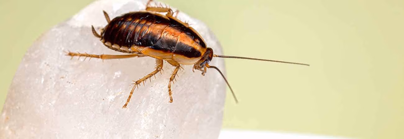 home remedies for roaches in guelph