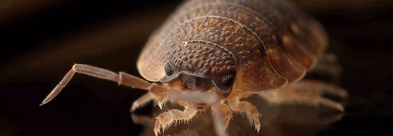 Bed bug inspection of mattress and bedding in a Kitchener home.