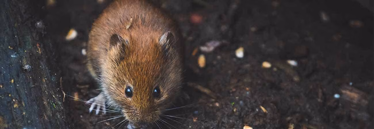 Open windows and fans for ventilation after mice infestation in Ajax