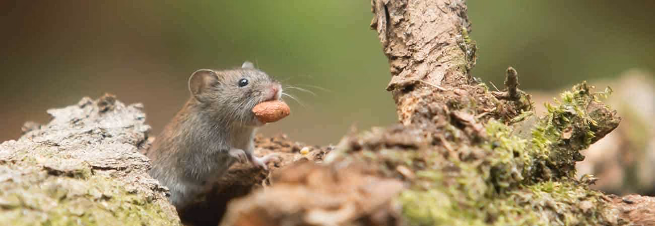 Mice infestation in a crawl space under a house in Toronto