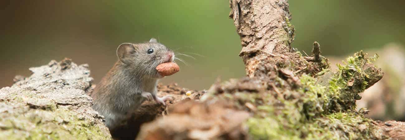 Mice infestation in a crawl space under a house in Toronto