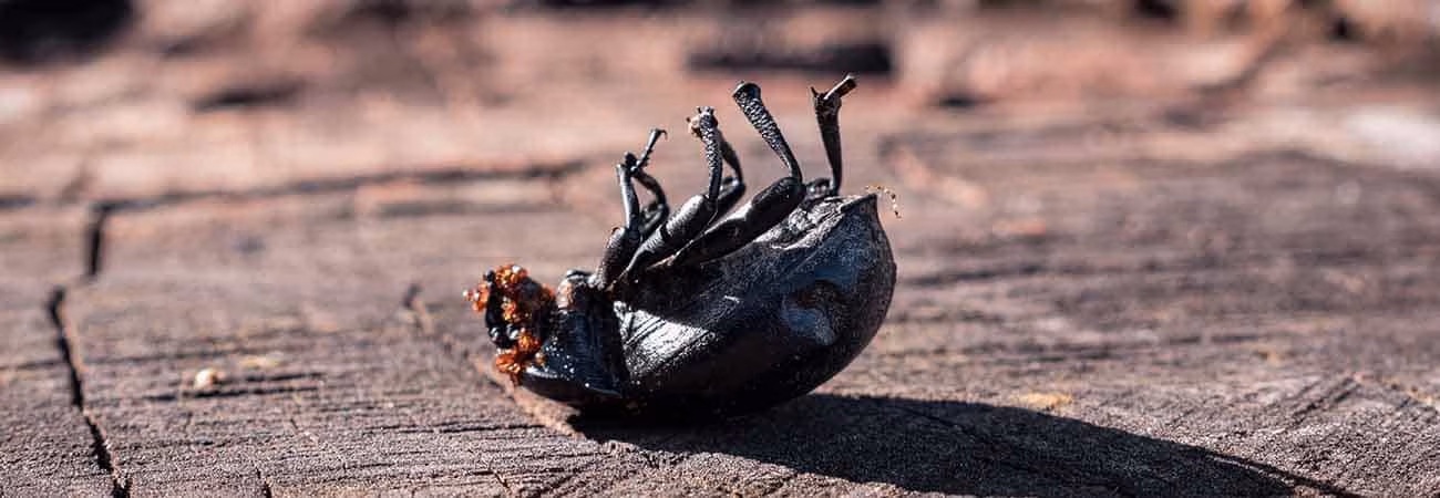 how to dispose of termite infested wood