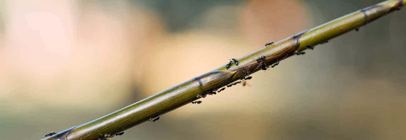 Close-up of a wooden chair infested with termites in Mississauga 2026
