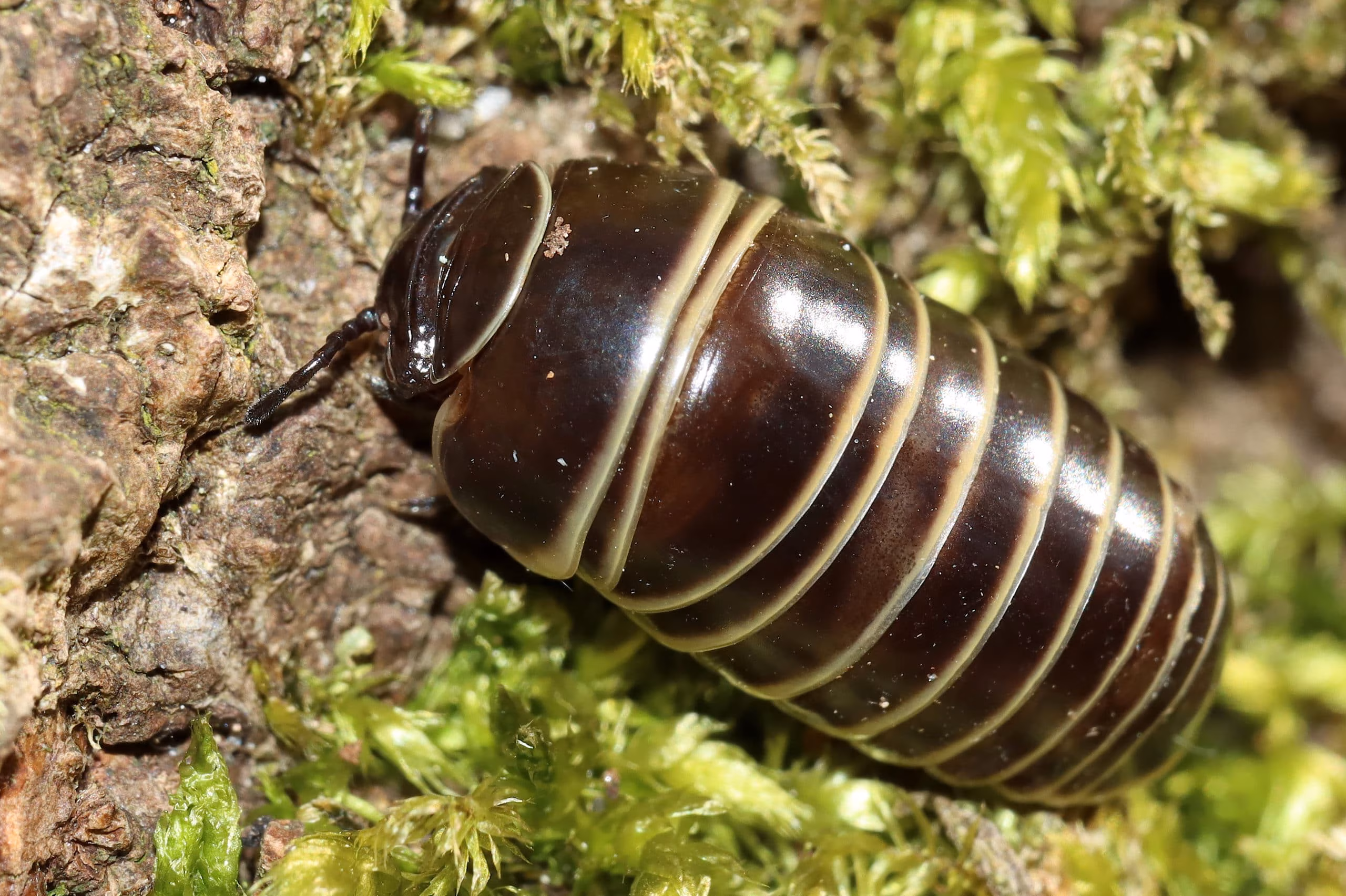 Pillbugs crawling on wet garden soil near Toronto residential property