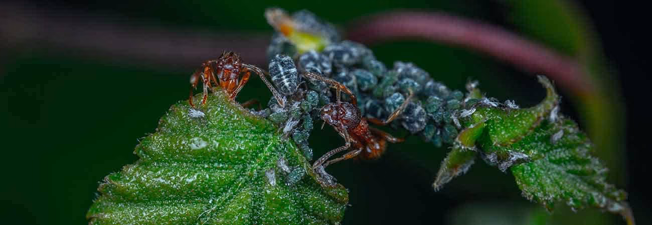 pet safe carpenter ants killing methods for homeowners