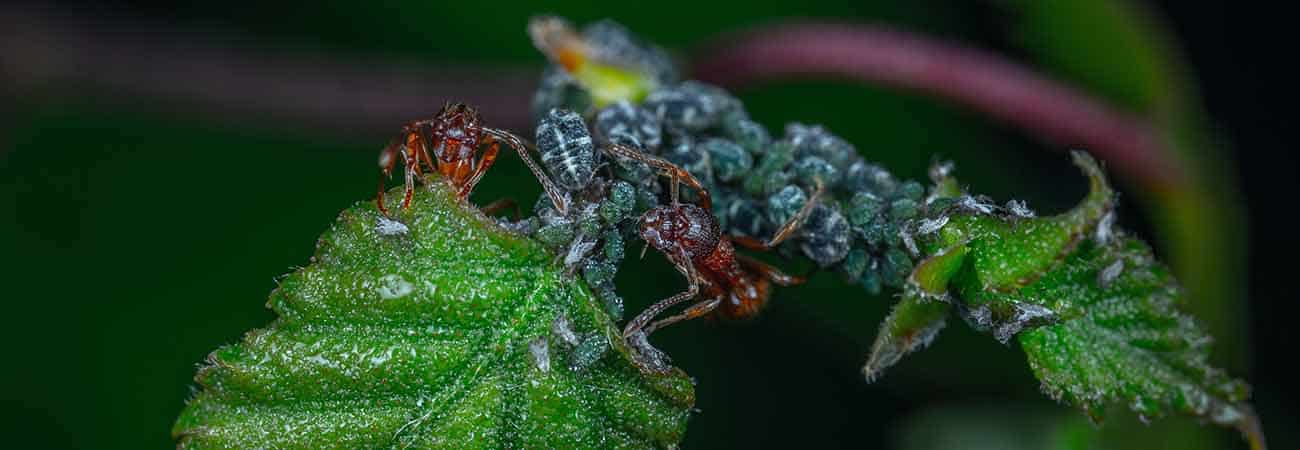 pet safe carpenter ants killing methods for homeowners