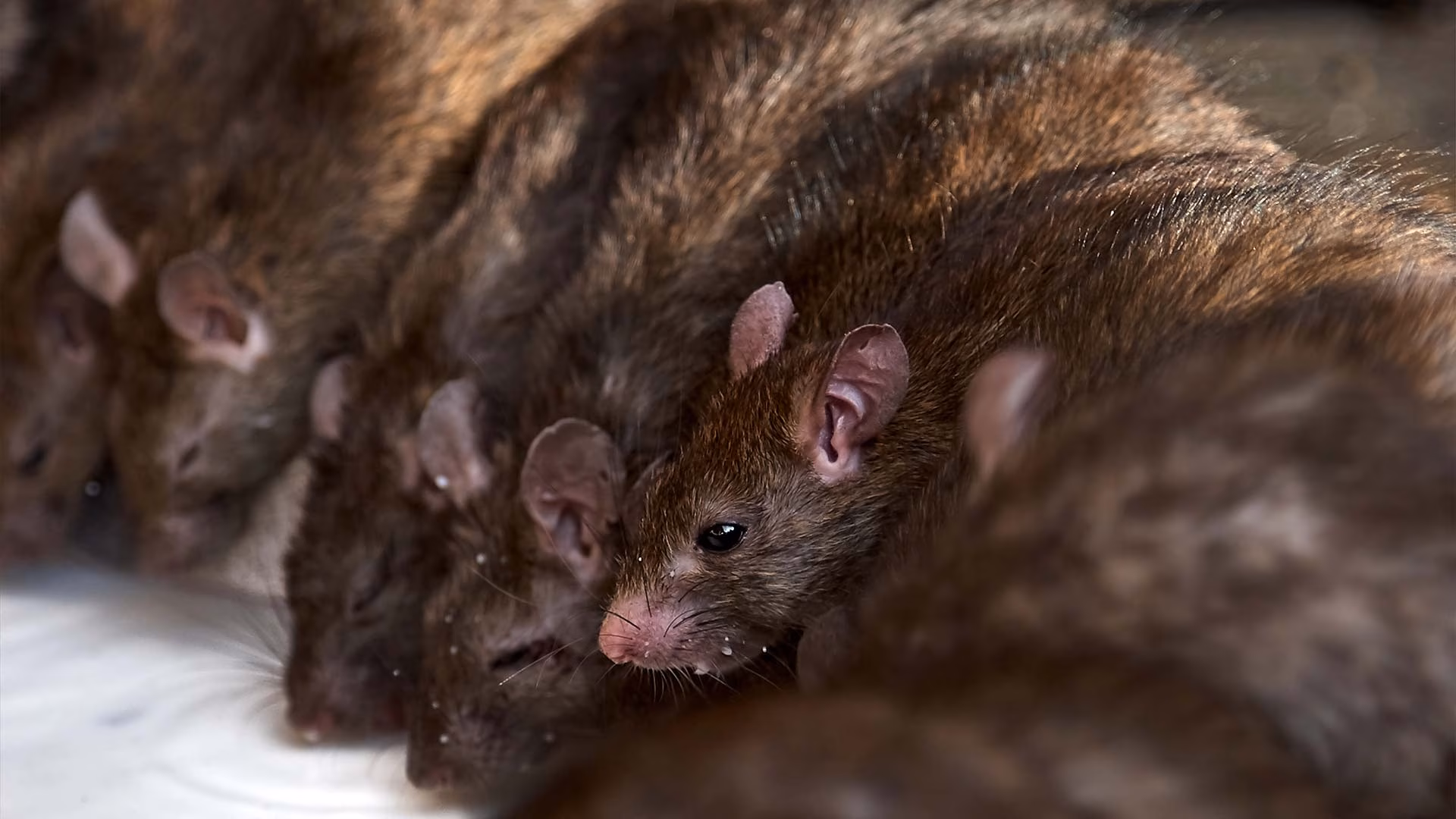 Rodent Lifecycle & Infestation Control in Toronto