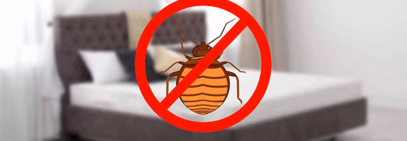 tips to keep bed bugs out of your home in cambridge