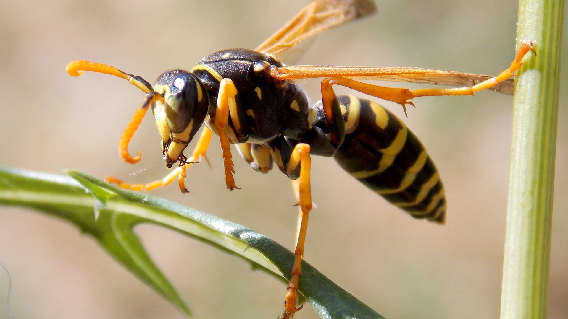 Wasp Nest Removal Toronto
