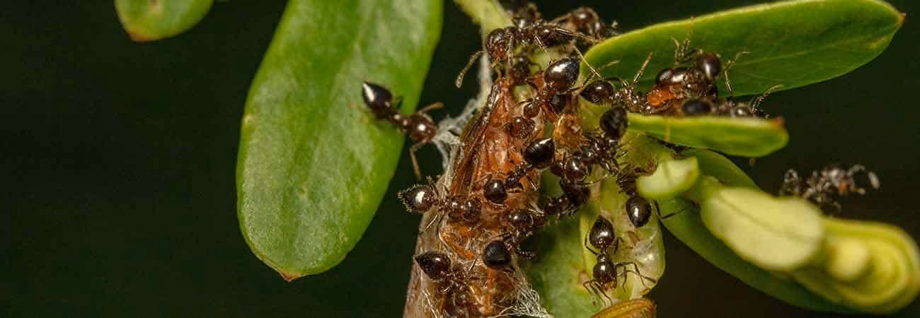 Carpenter ants inside wood during winter in Cambridge