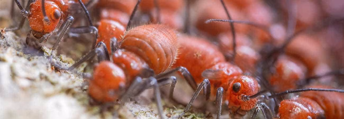 Termites on wooden surface with essential oils used for repelling in Guelph 2026