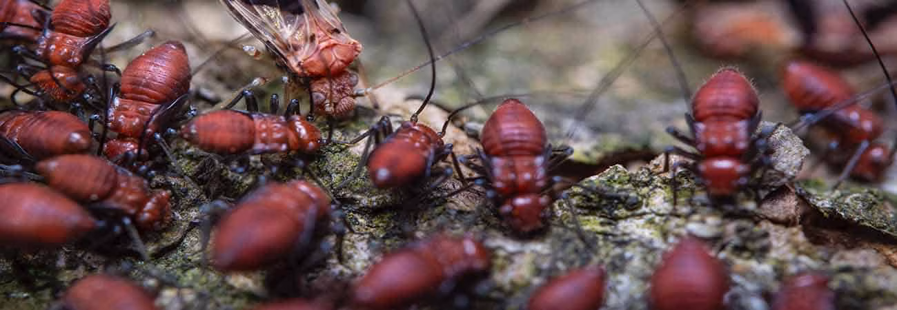 Termites and woodworms on wooden surface in Toronto 2026