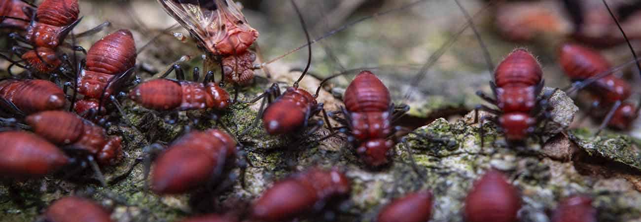 Termites and woodworms on wooden surface in Toronto 2026