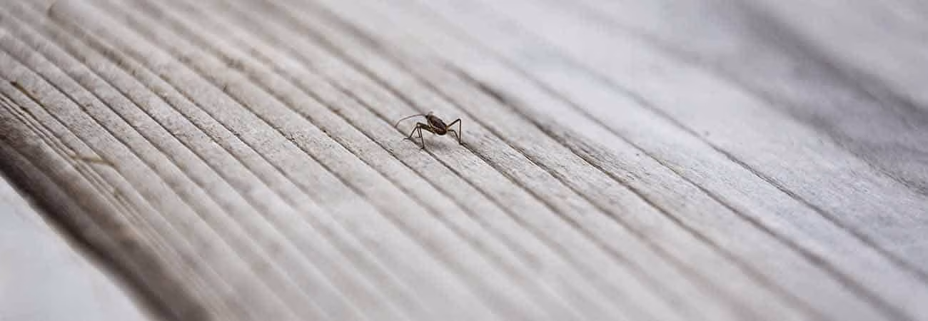 what you shouldn't do for bed bug removal in guelph
