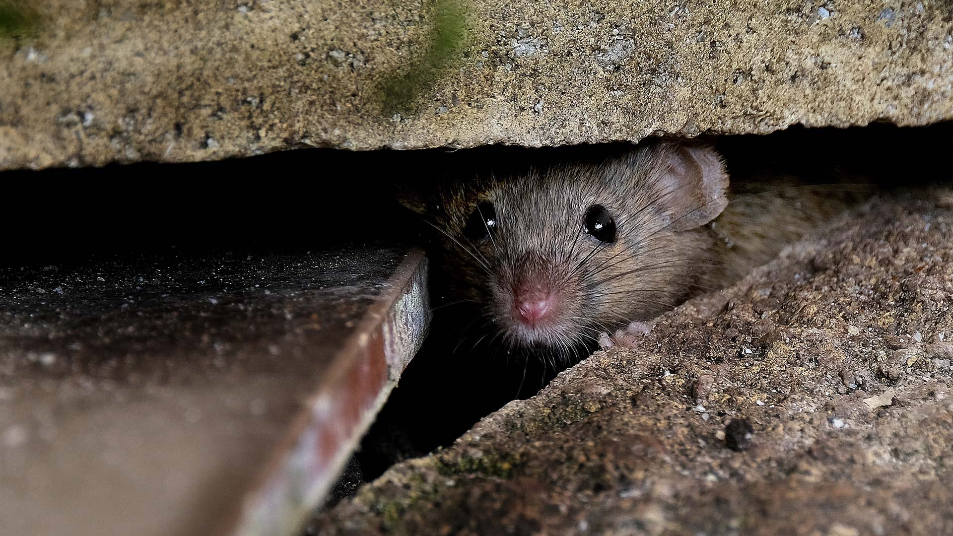 Why Rodents Love Toronto’s Older Homes Risks & Solutions