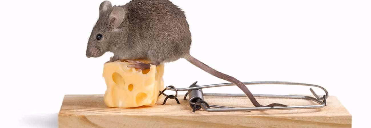 why are mice a nuisance in guelph