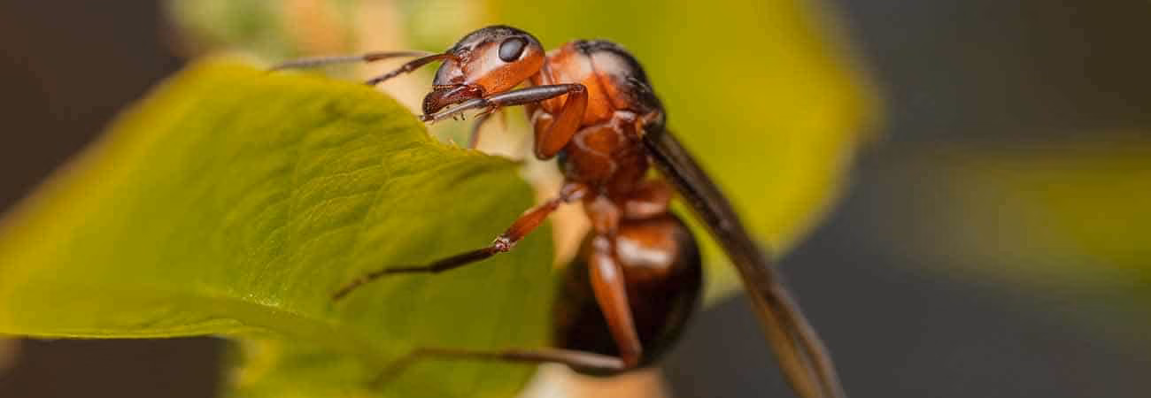 all natural methods of eliminating termites