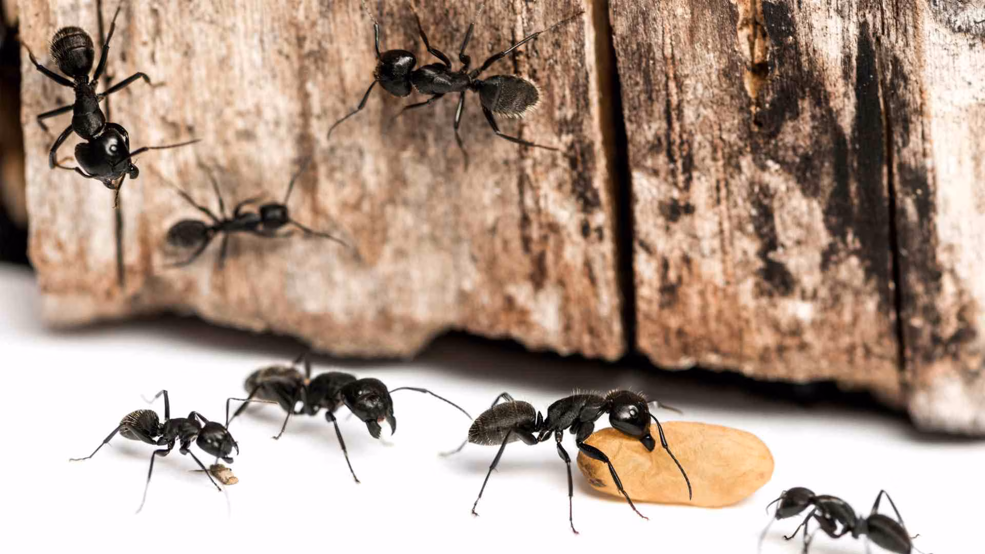 Ant Infestation in a Clean House? Causes & Solutions in Toronto