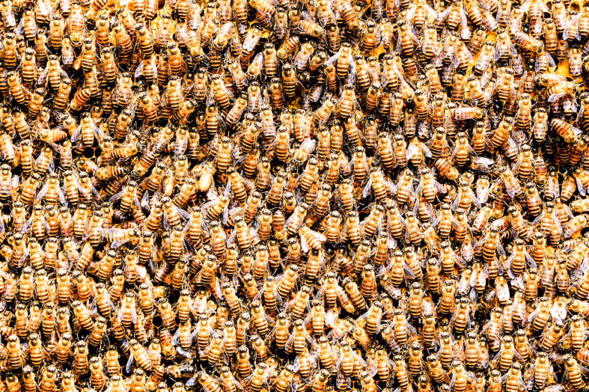 Bee hive removal and relocation from a home property in Mississauga in 2026.