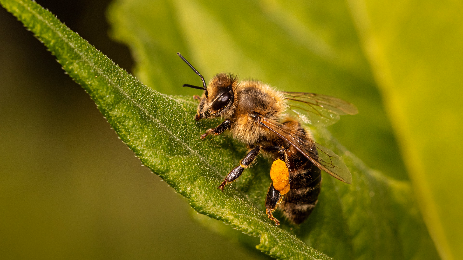 Bee Removal in Toronto: Signs, Safe & Humane Solutions (2026)