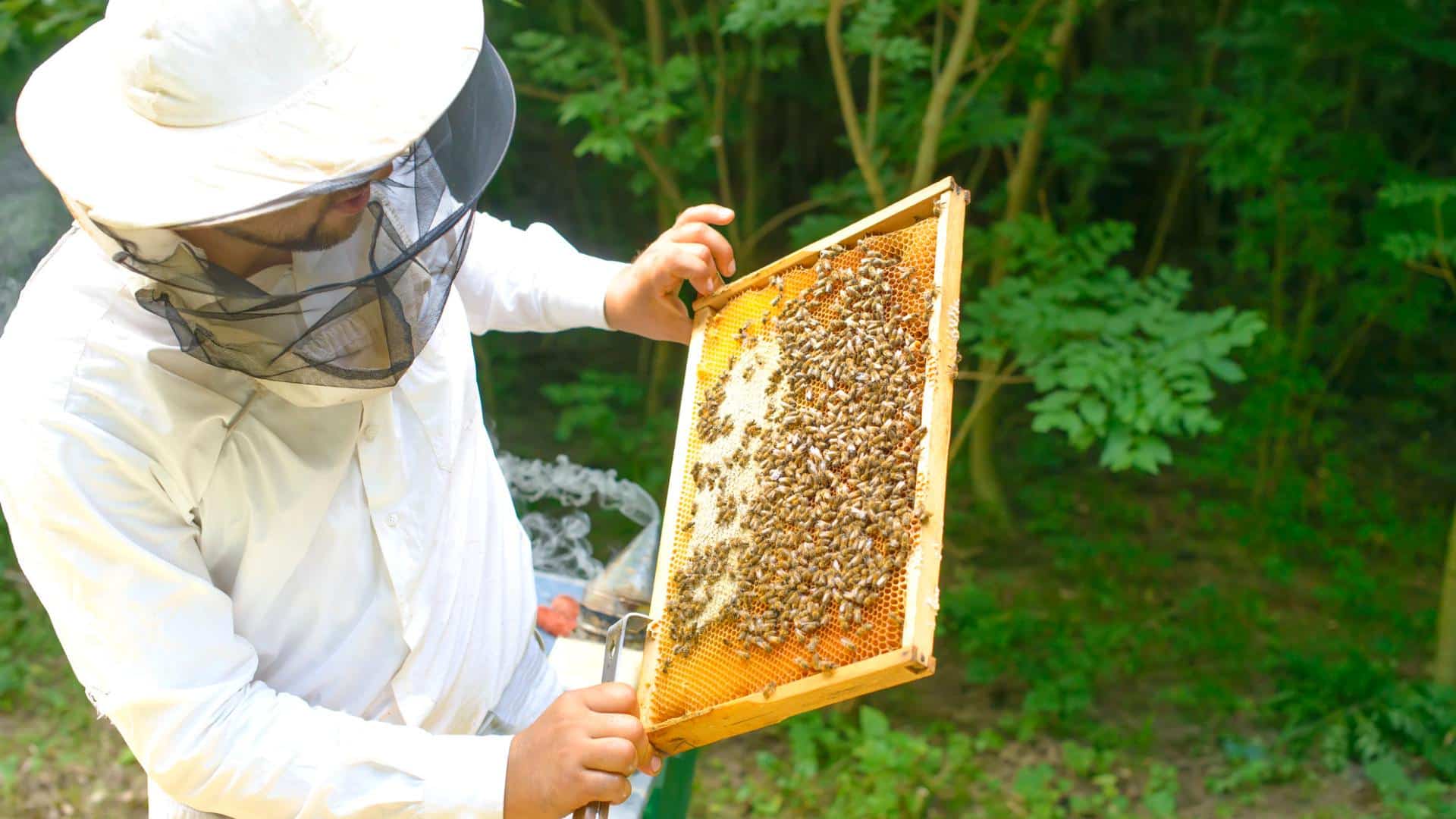 Bee Removal in Toronto: Signs, Safe & Humane Solutions (2026)