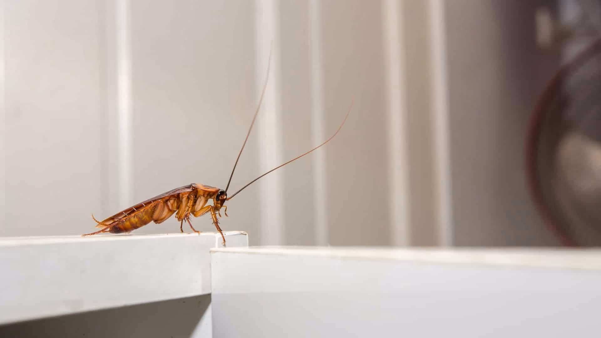 cockroaches in cambridge infestation inside kitchen cabinet