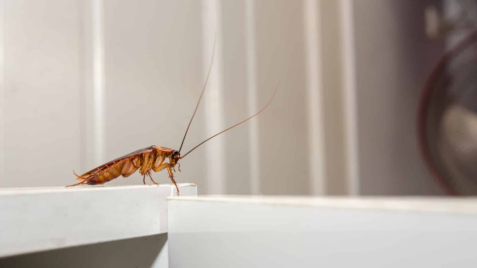 cockroaches in cambridge infestation inside kitchen cabinet