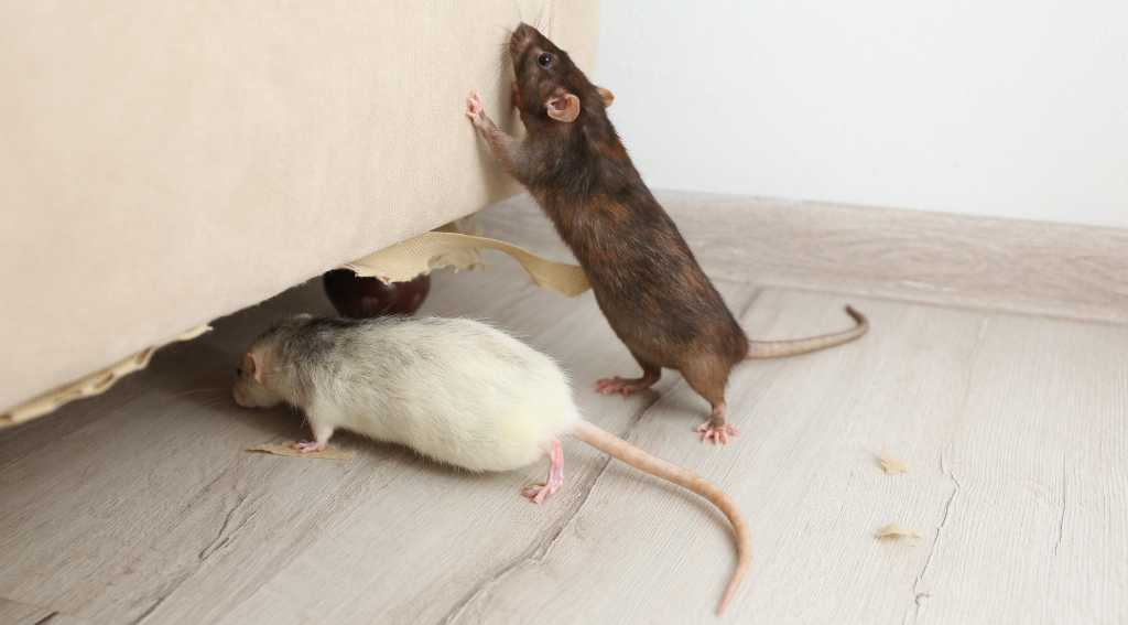 Rats in an Airbnb property in Toronto