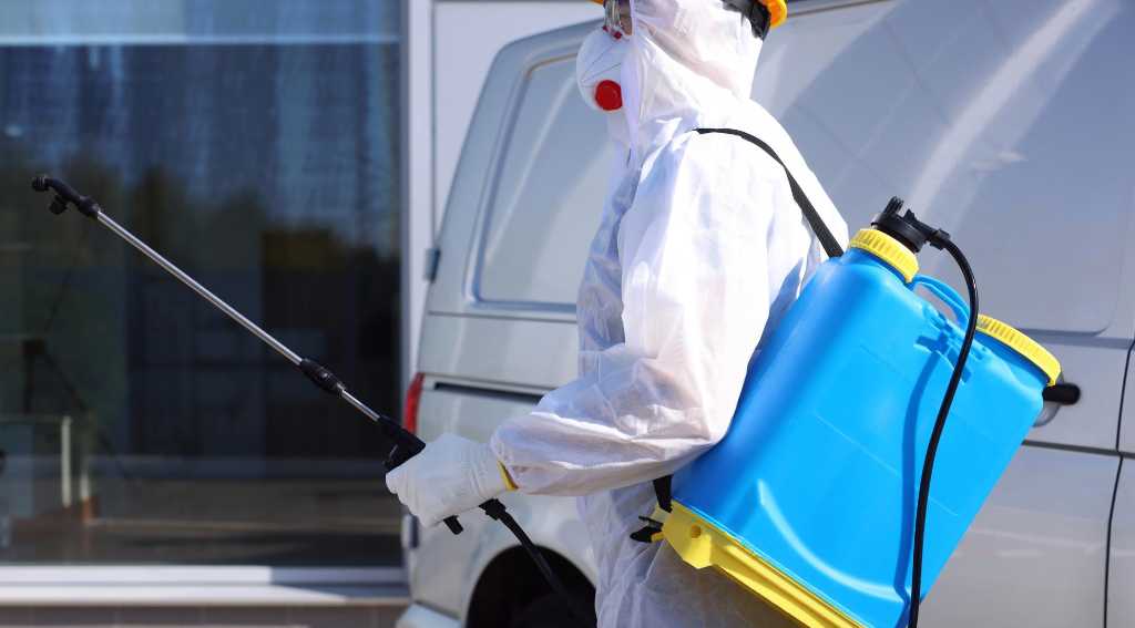 Why home remedies for mice do not work in Mississauga homes in 2026