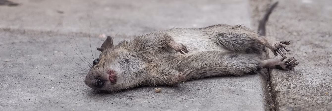 Dead rodent smell removal from wall cavity in a Toronto house during rodent control in 2026.