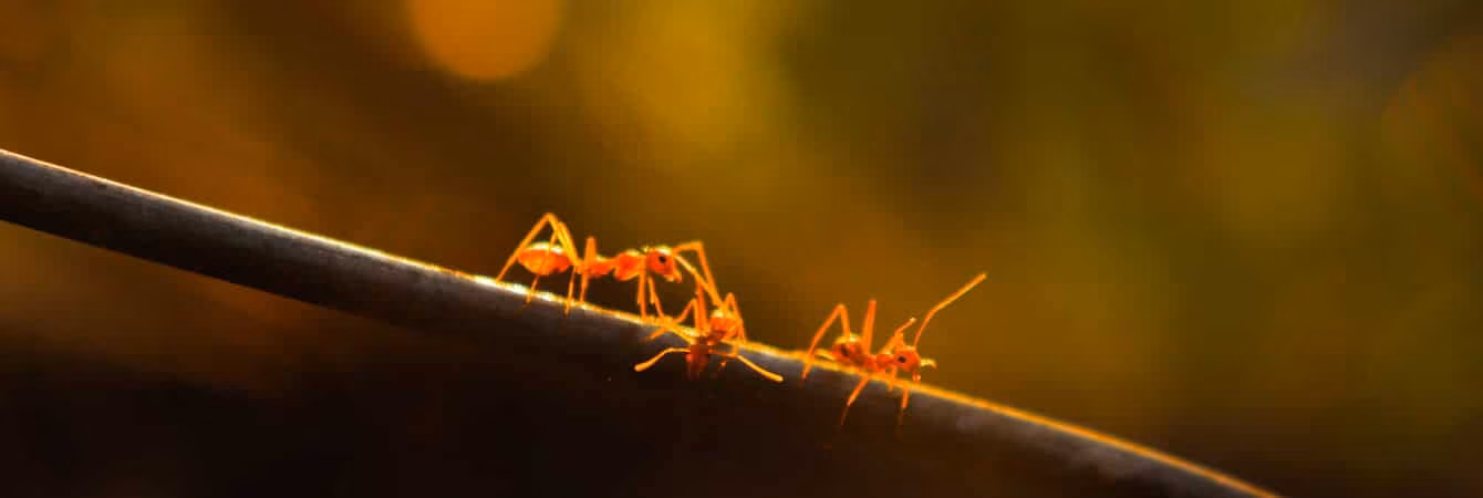 Getting Control of Your Ants in Toronto