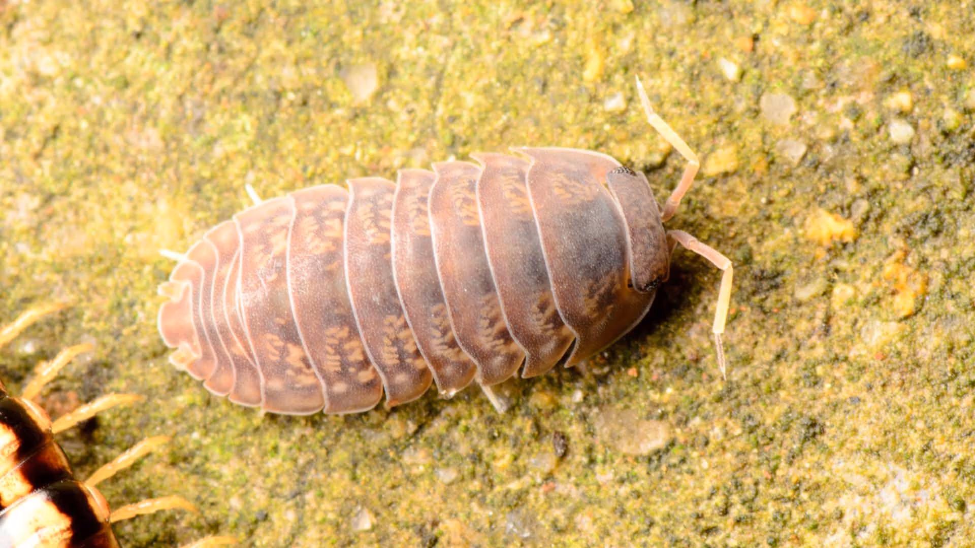 here is how you should get rid of sowbugs in your house in mississauga