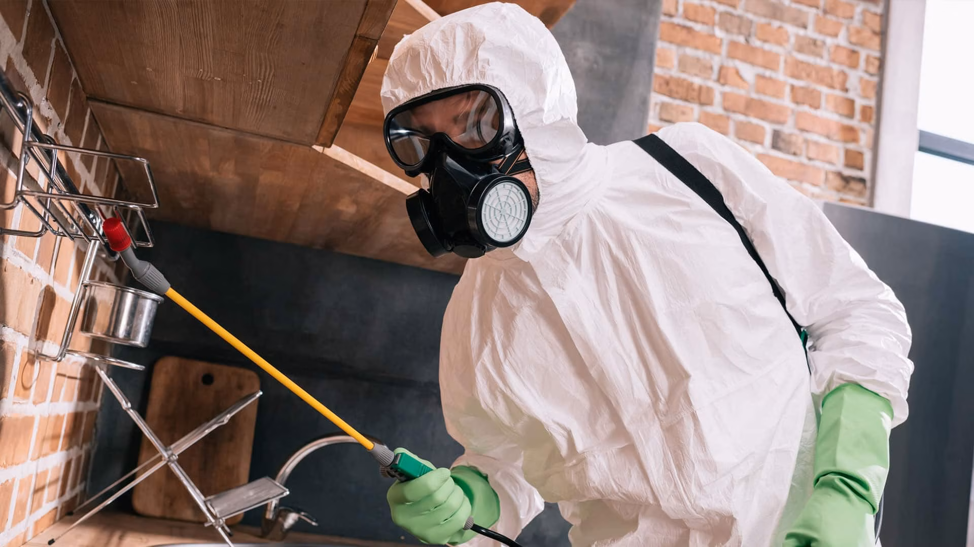 here is what you should expect from a pest control company in toronto