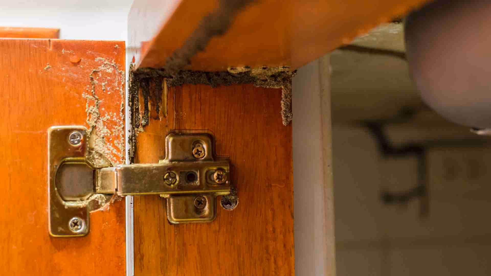 Termite damage in wooden structure of Ajax home 2026