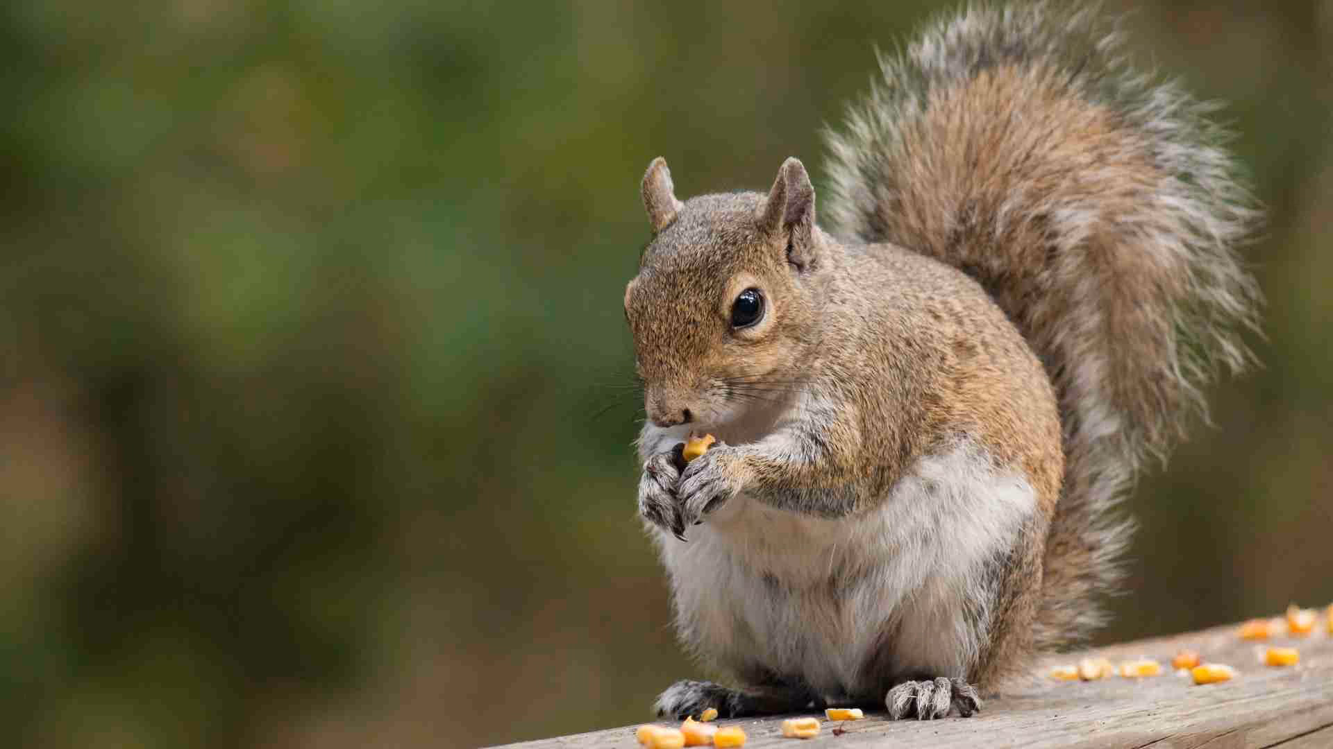 Squirrel entering attic of Ajax home during winter 2026