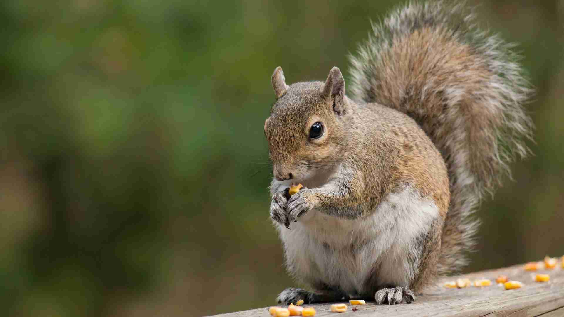 Squirrel entering attic of Ajax home during winter 2026