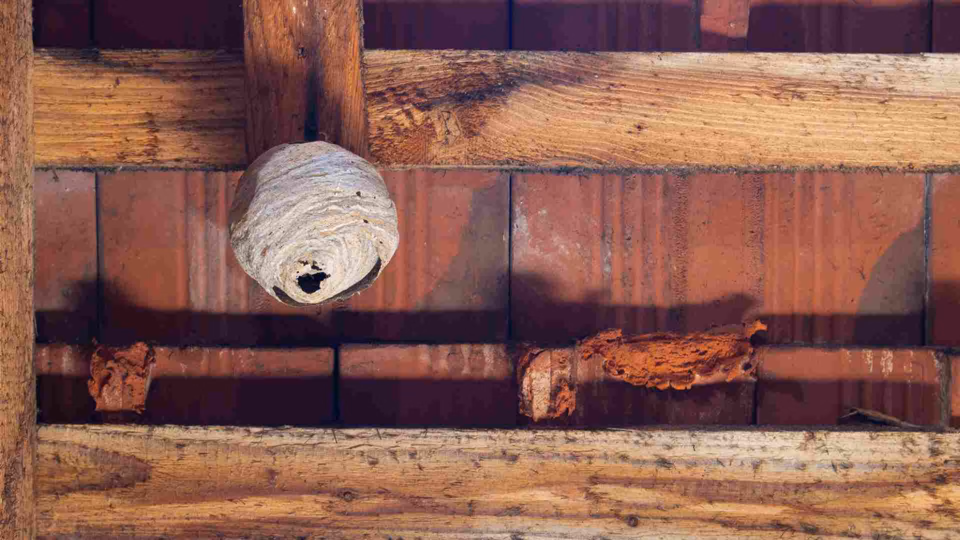 Hornet nest attached to a tree branch near a Toronto home